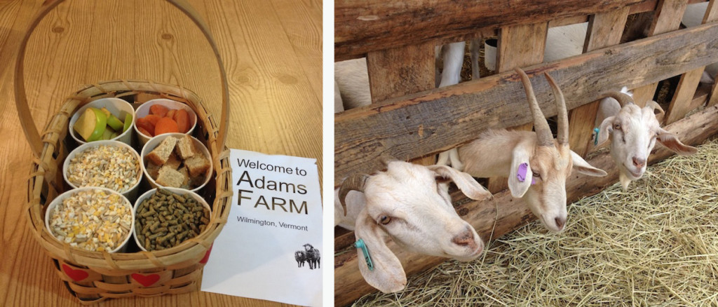 adamsfood&goats