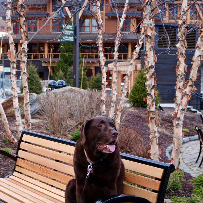 Are Ski Resorts Really Pet Friendly?