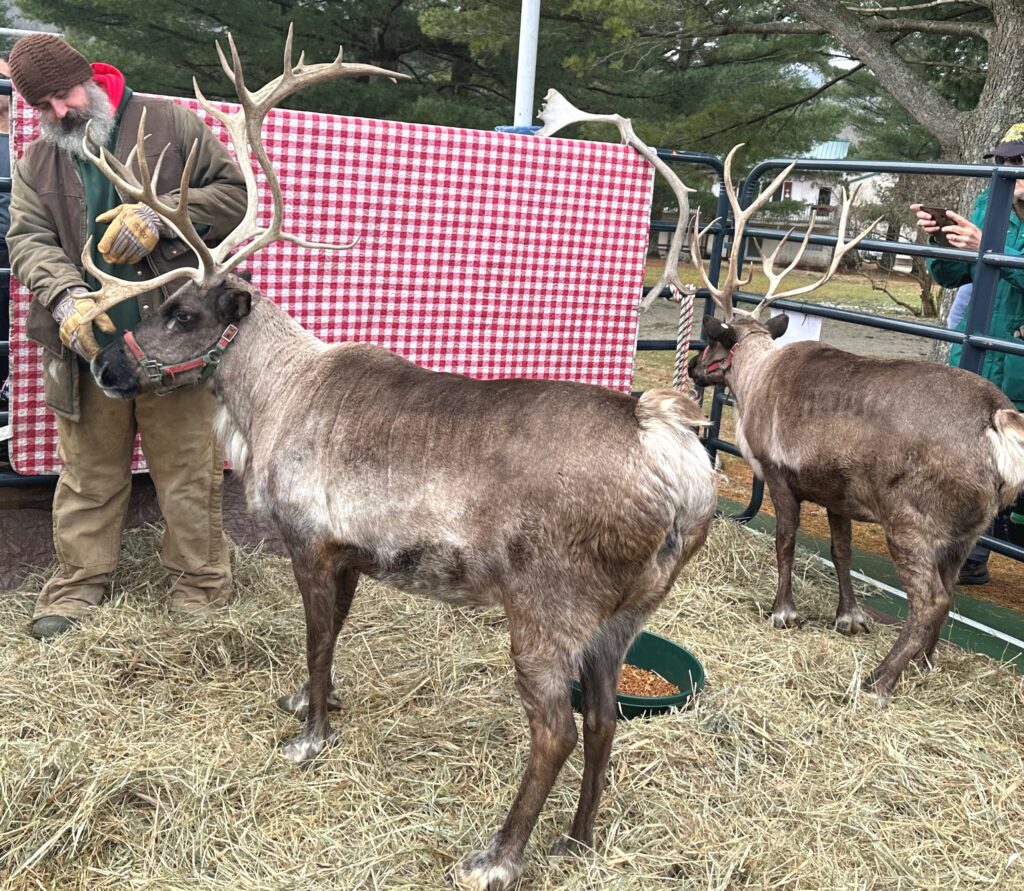 Reindeer at Smugglers' Notch for the holidays.