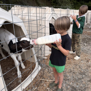Beth, our host, at Liberty Hill Farm in Rochester, VT - feeding the calves